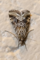 Hellula undalis