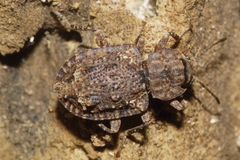 Syrphetodes marginatus