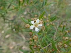 Sannantha pluriflora
