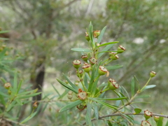 Sannantha pluriflora
