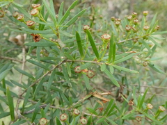 Sannantha pluriflora