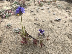 Gilia capitata chamissonis