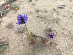 Gilia capitata chamissonis