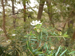 Sannantha pluriflora