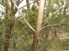 Sannantha pluriflora