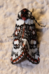 Cremnophora angasii