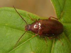 Gonodera luperus