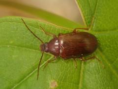 Gonodera luperus