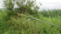 Cyperus malaccensis monophyllus
