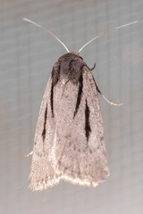 Thoracolopha acontoura