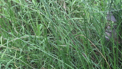 Cyperus malaccensis monophyllus