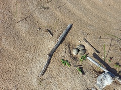 Charadrius alexandrinus