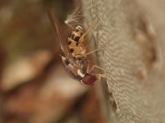 Leucophenga maculata