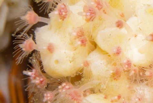 Solitary Sponge Hydroid