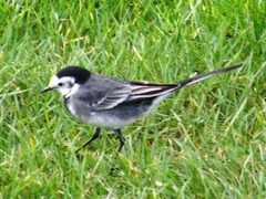 Motacilla alba