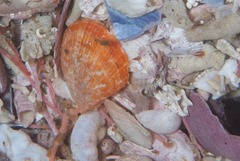 Talochlamys multistriata