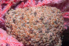 Gynandrocarpa placenta