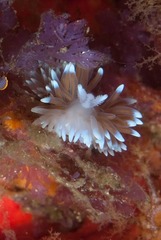 Antiopella longidentata