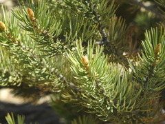 Pinus quadrifolia