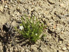 Leptosiphon floribundus