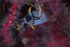 Polycera sp-c