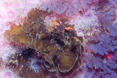 Exallosorus harveyanus