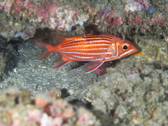 Sargocentron diadema