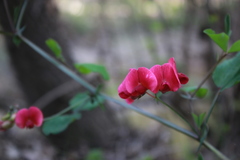 Lathyrus rotundifolius