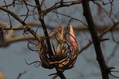 Tillandsia circinnatioides