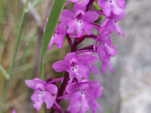 Četverotočkasti kaćun (Orchis quadripunctata)