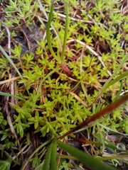 Heliophytum