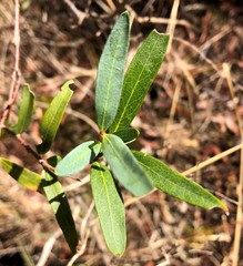 Billardiera cymosa