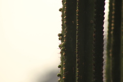 Myrtillocactus schenckii