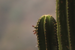 Myrtillocactus schenckii