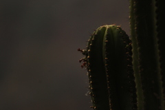 Myrtillocactus schenckii