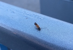 Chrysoclista linneella