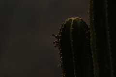 Myrtillocactus schenckii