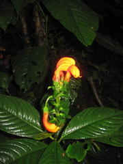 Centropogon granulosus