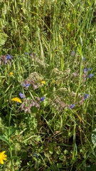 Borago officinalis