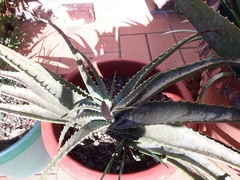 Aloe suprafoliata