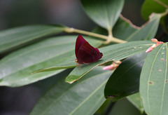 Abisara saturata kausambioides