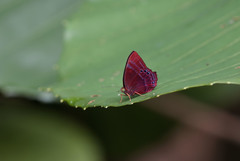 Abisara saturata kausambioides