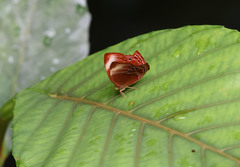 Abisara saturata kausambioides