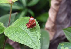 Abisara saturata kausambioides
