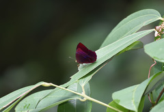 Abisara saturata kausambioides