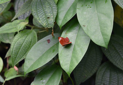 Abisara saturata kausambioides