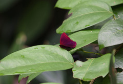 Abisara saturata kausambioides