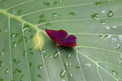 Abisara saturata kausambioides