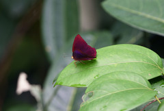 Abisara saturata kausambioides