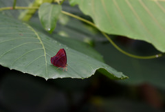 Abisara saturata kausambioides